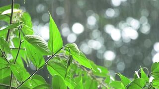 Rain Sounds - Rain Sounds For Sleeping - Rain