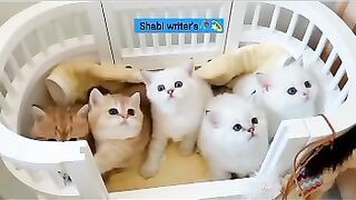 Cat ???? cute and funny cat videos kids video ????