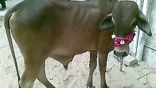Cattle market karachi