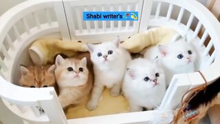Cat cute kittens ????????