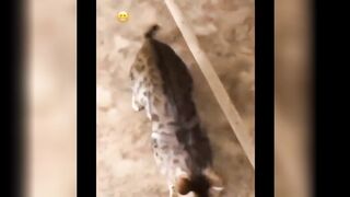 Cat ???????? compilation cute movement video