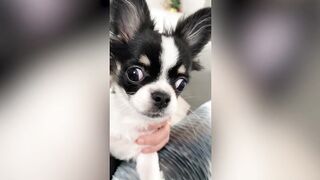 Funny animal video