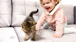 Heart funny cat video
