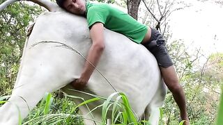 Acariciando a vaca