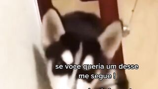 Husky Siberiano