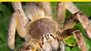 Facts_About_Animals_Amazing_Facts |Interested Video
