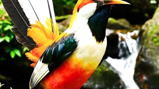 18 Umairi viral video Pakistani 7 min 11 sec X.X.X video