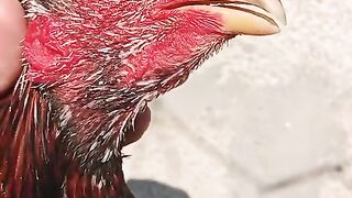 Red neck chicken