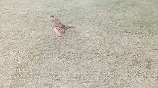 Pheasants