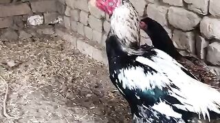 Fffcçcçfghhff