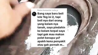 RAHASIA yang belum banyak DIKETAHUI oleh para PEMULA