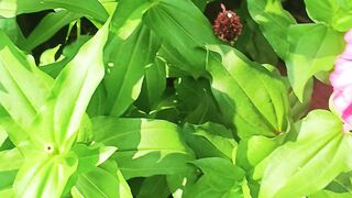 Flowers from Indonesia