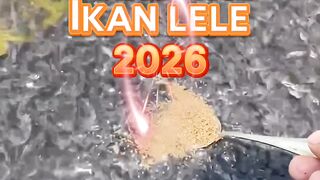 Kunci SUKSES budidaya ikan lele 2026Tahun baru Semangat baru