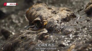 The Biggest Crocodile Ever Found on Earth  Giant Monster of the Wild!