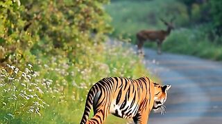Tiger walking on road