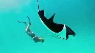 Swimming with manta rays in the Maldives