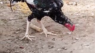 Lanjamar chargan