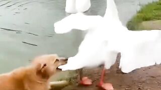 Dog and duck