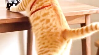 Dancing Cat