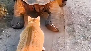 Cat and tortoise