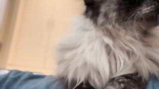 Lap Winnie seniorfoster