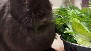 Dinner for Sunnybunbun