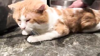 A whole lotta pets and a meow for good measure