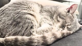 Sleepy Jaden