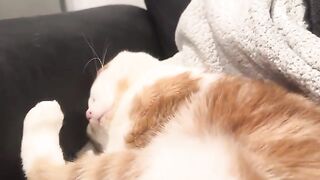 Anyone out there know how to make plushies?