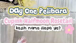 Cupang Halfmoon Rosetail