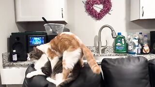 Pussycat