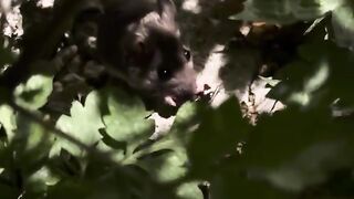 Mouse Eating a Cricket