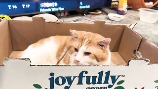 The box boy