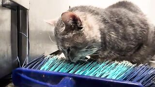 Broom cleaning