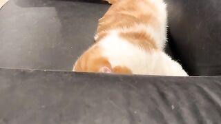 SnoRelax