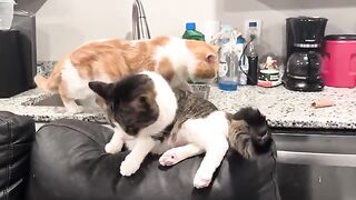 Admiring a little lion and a house cat