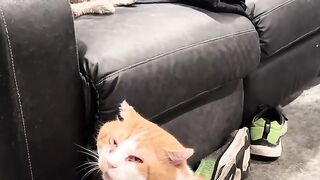 All your pets are belong to us