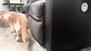 Distracting an Adam