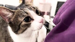 All the pets ever