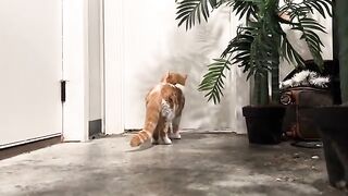 Dont touch me tail tip