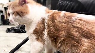 Do not touch my belly