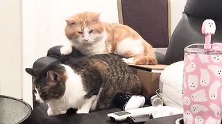 Not a good wingman