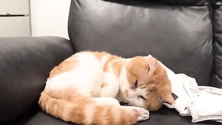 Bliss
