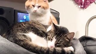THAT couple