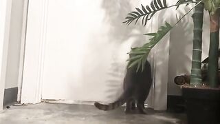 Maoww