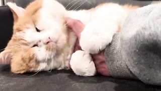 Grade A Snuggler