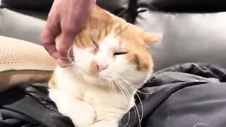 Cat Jesus