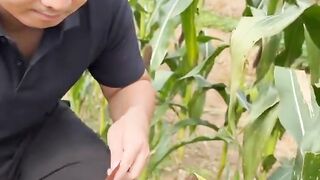 Jock farming
