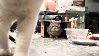 Hes in my box, dad
