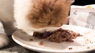 Wet food ASMR